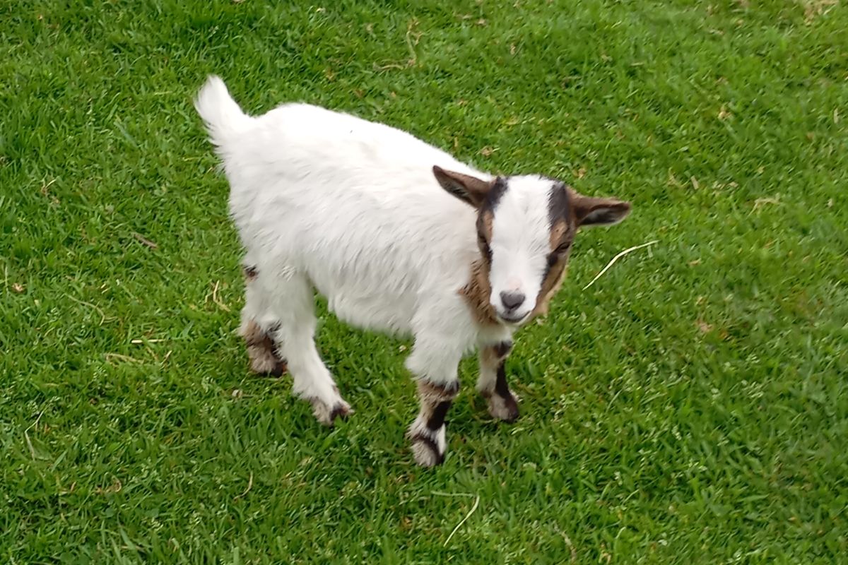 Bouc nain