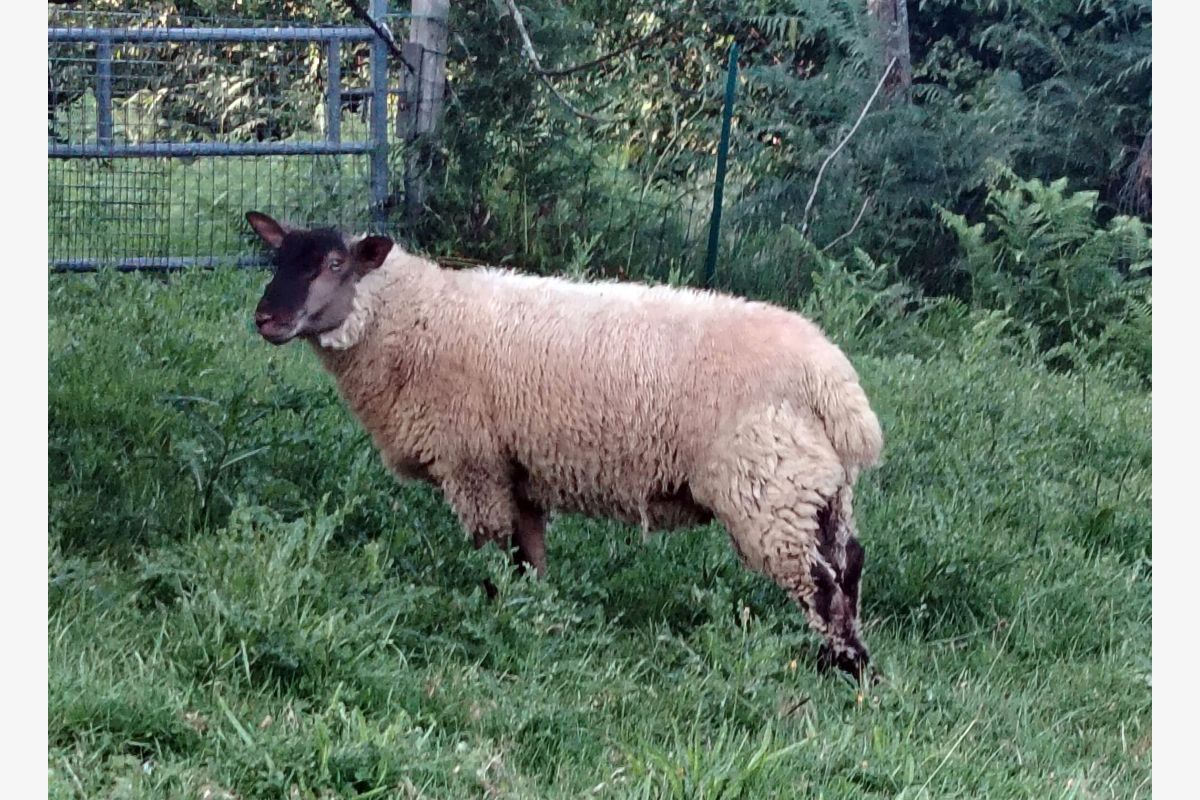 Bélier 