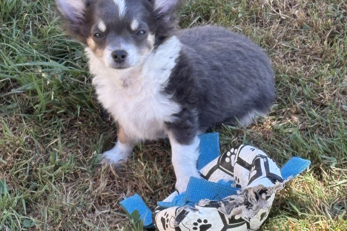 Chiots apparence chihuahua
