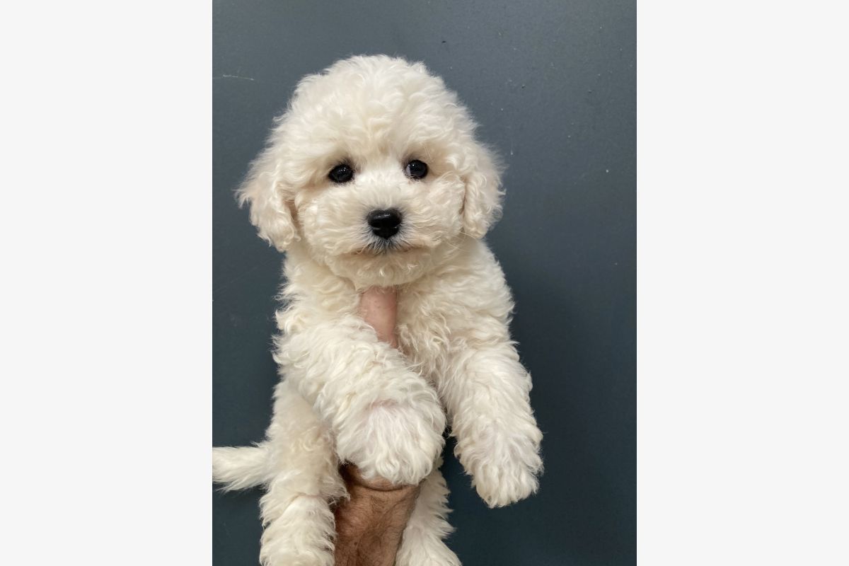 Apparence bichon frisé