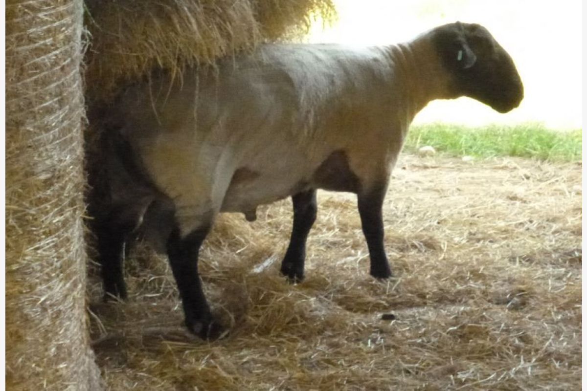 Bélier Suffolk