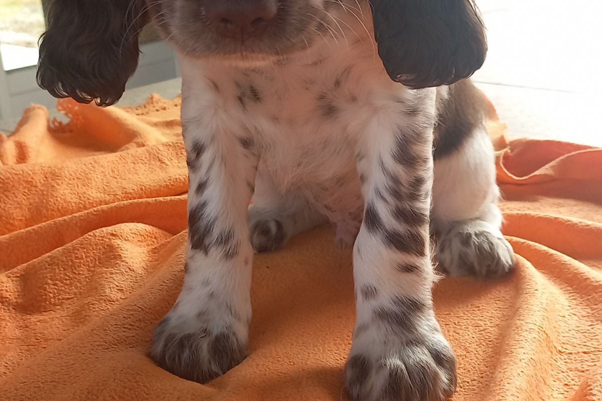 chiots springer spaniel