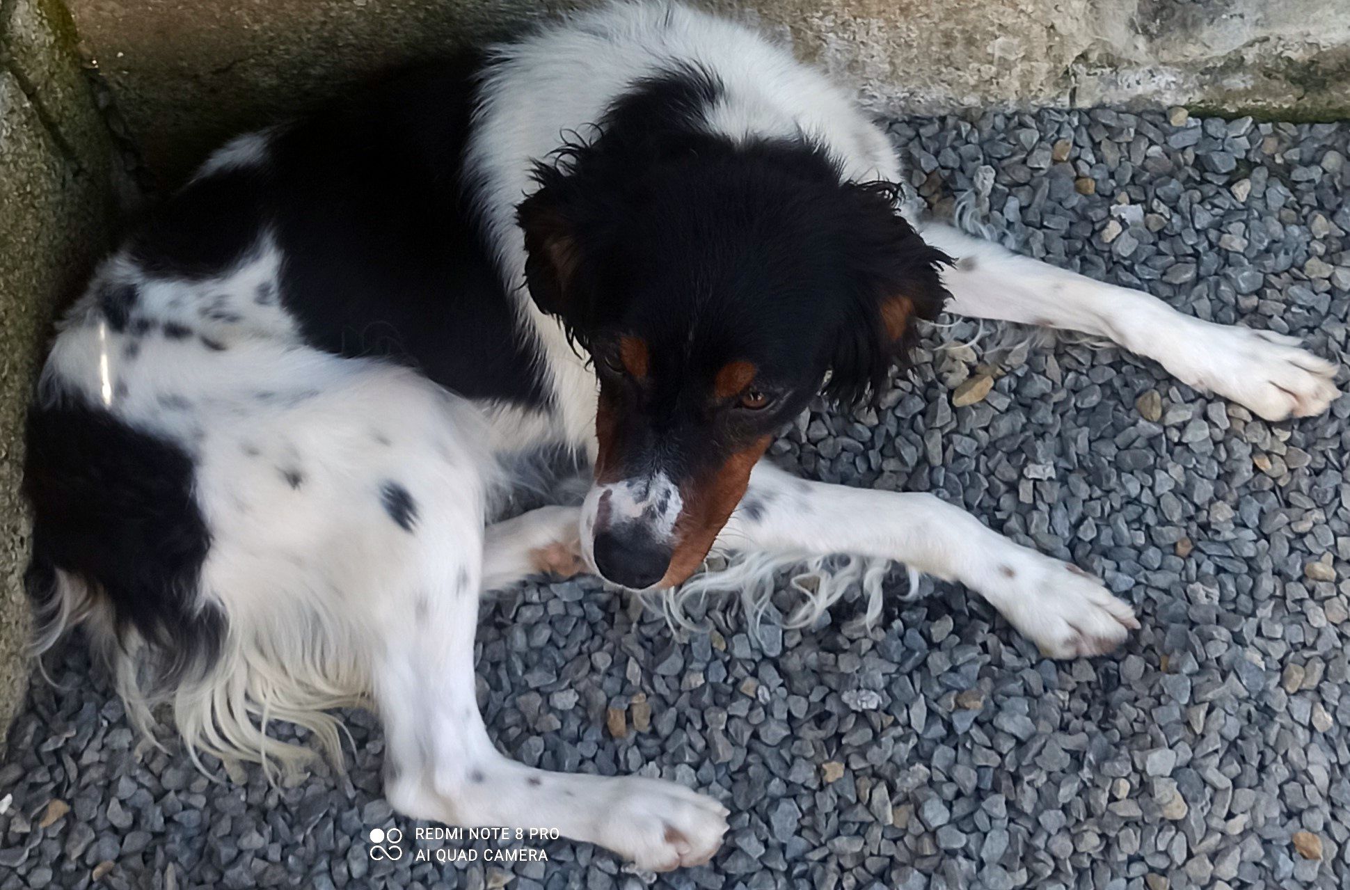 Petite femelle race Epagneul Breton