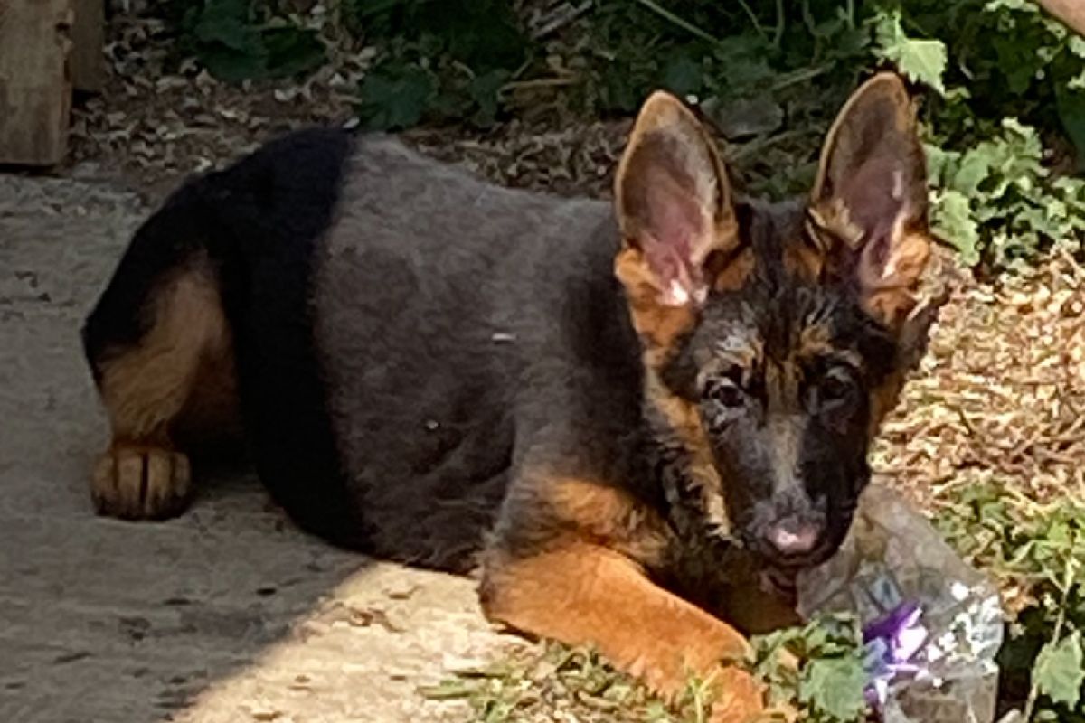 Chiot berger allemand lof