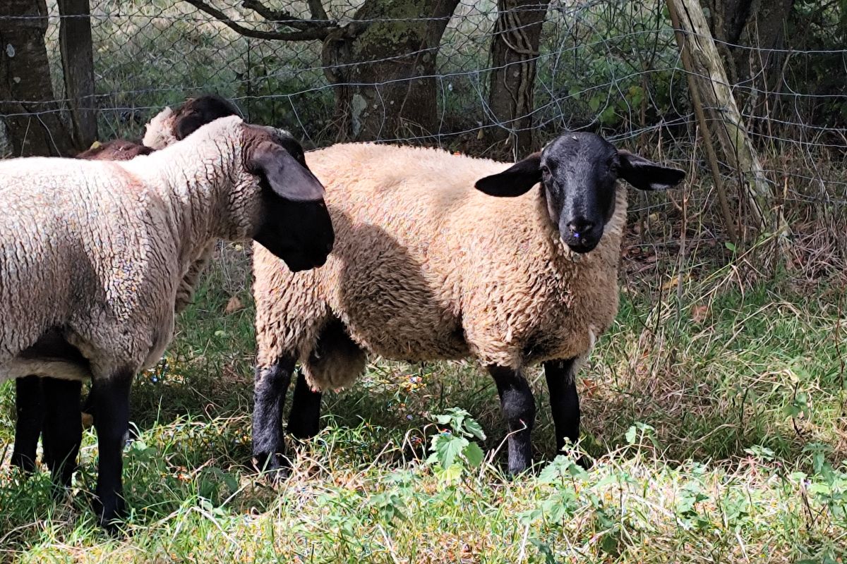 Bélier Suffolk 