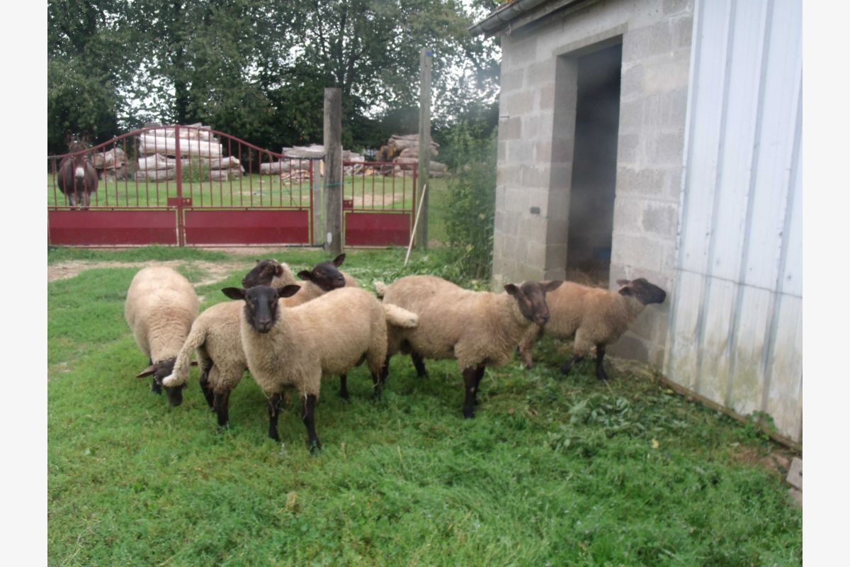 Moutons suffolk