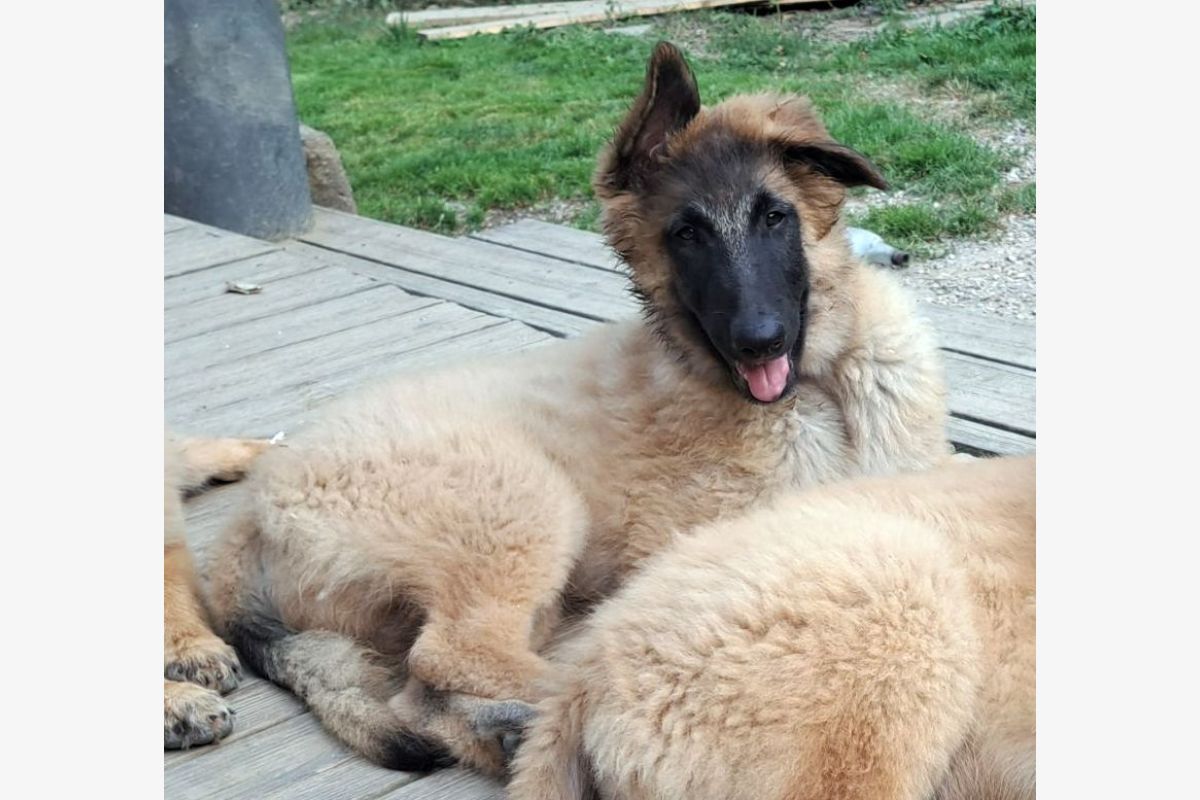 Chiots race Tervuerens Bergers Belges disponibles