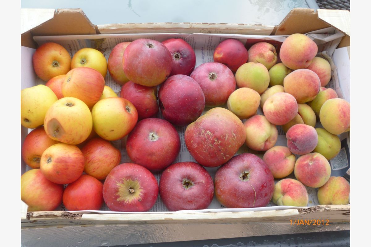 Belles pommes Calville