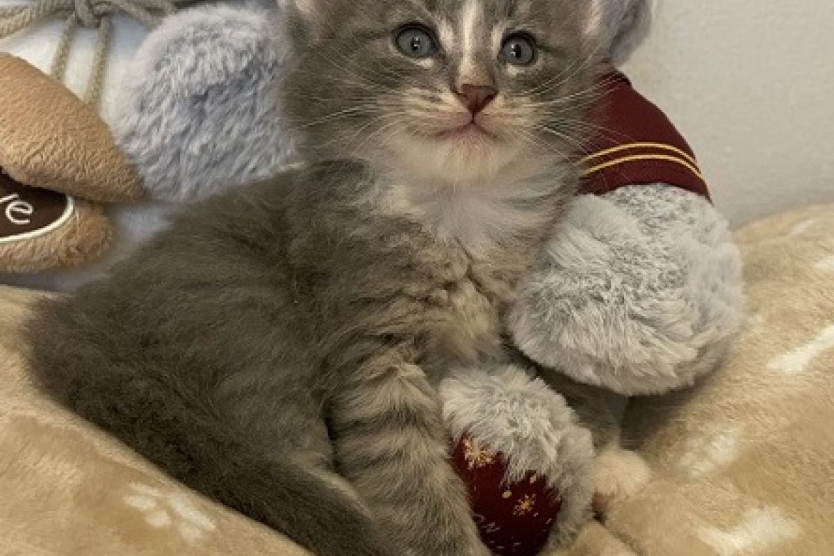 Chatons norvégiens LOOF à réserver