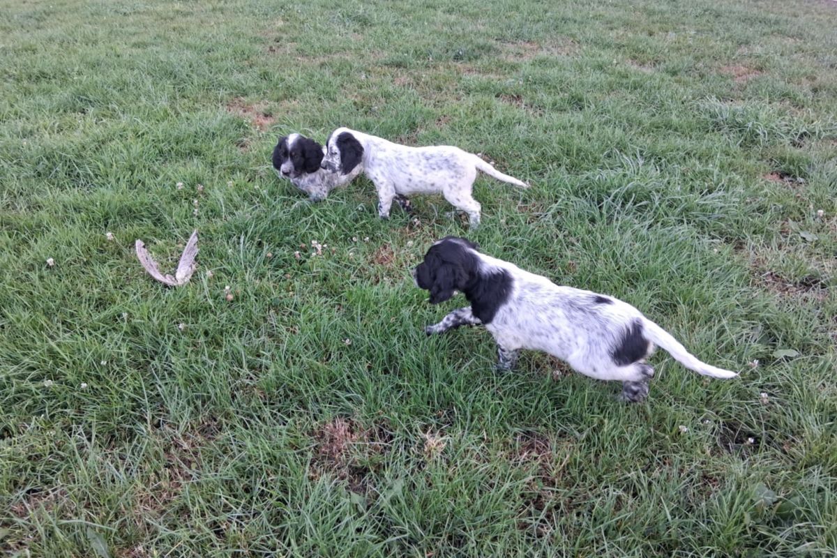 Chiots SETTERS ANGLAIS mâles LOF