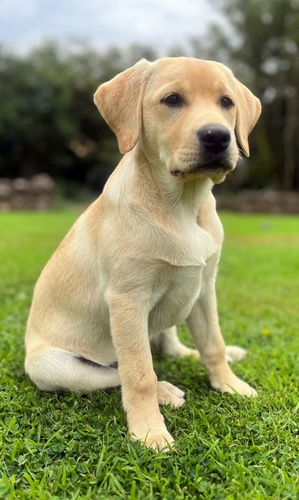Apparence labrador