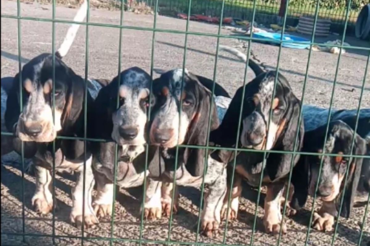 Basset bleu de Gascogne LOF