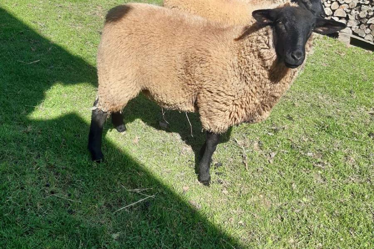 Mouton suffolk 