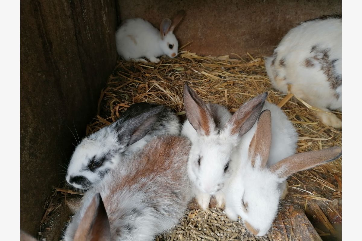 Lapins d'élevage