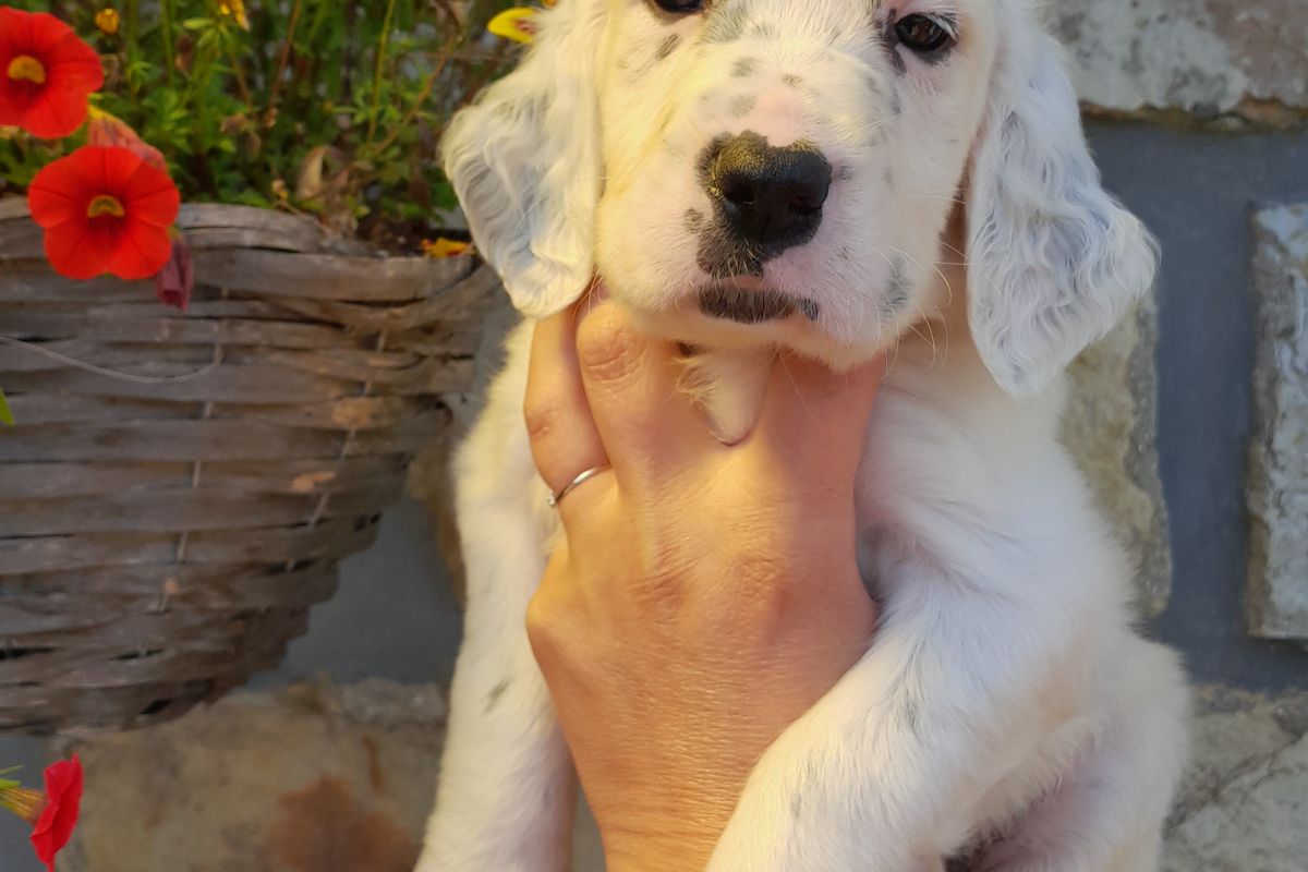 Chiots race setter anglais LOF