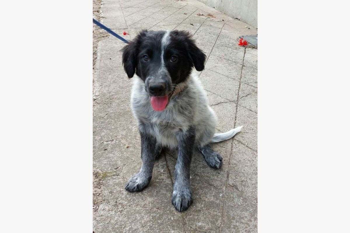 Apparence border collie