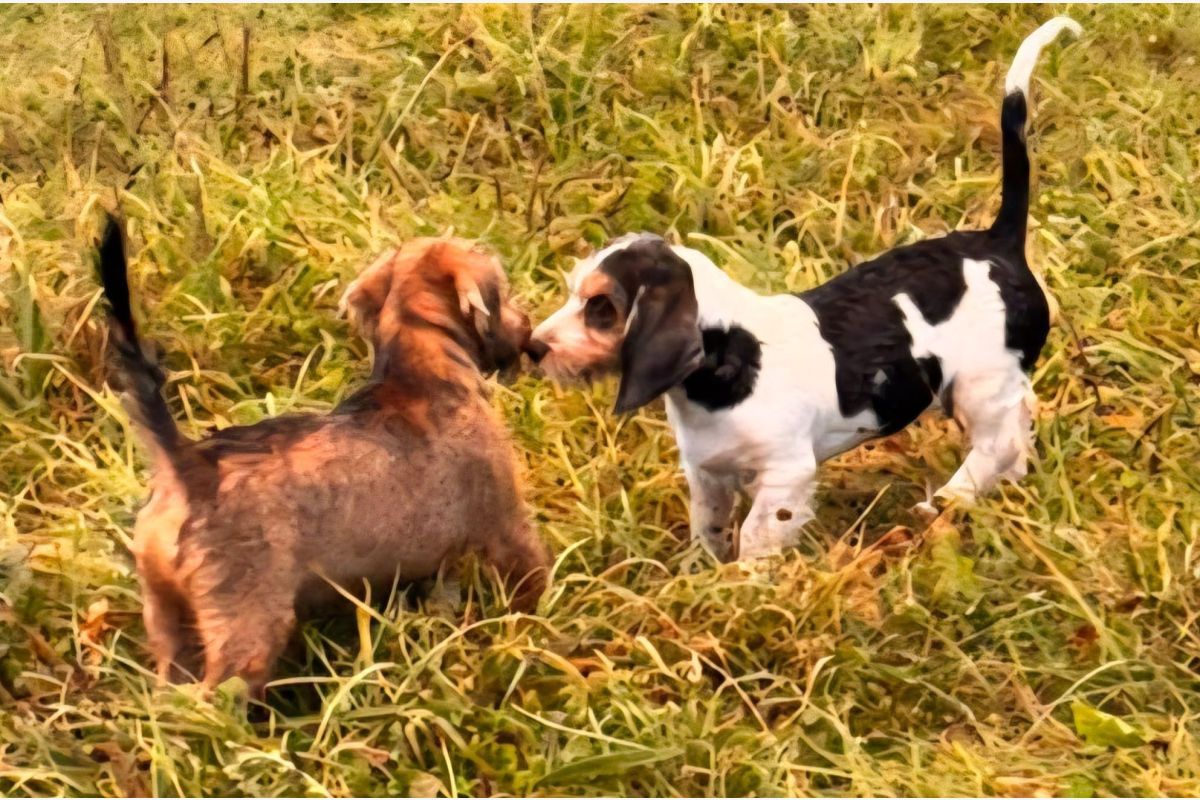 Apparence petit basset griffon vendéen