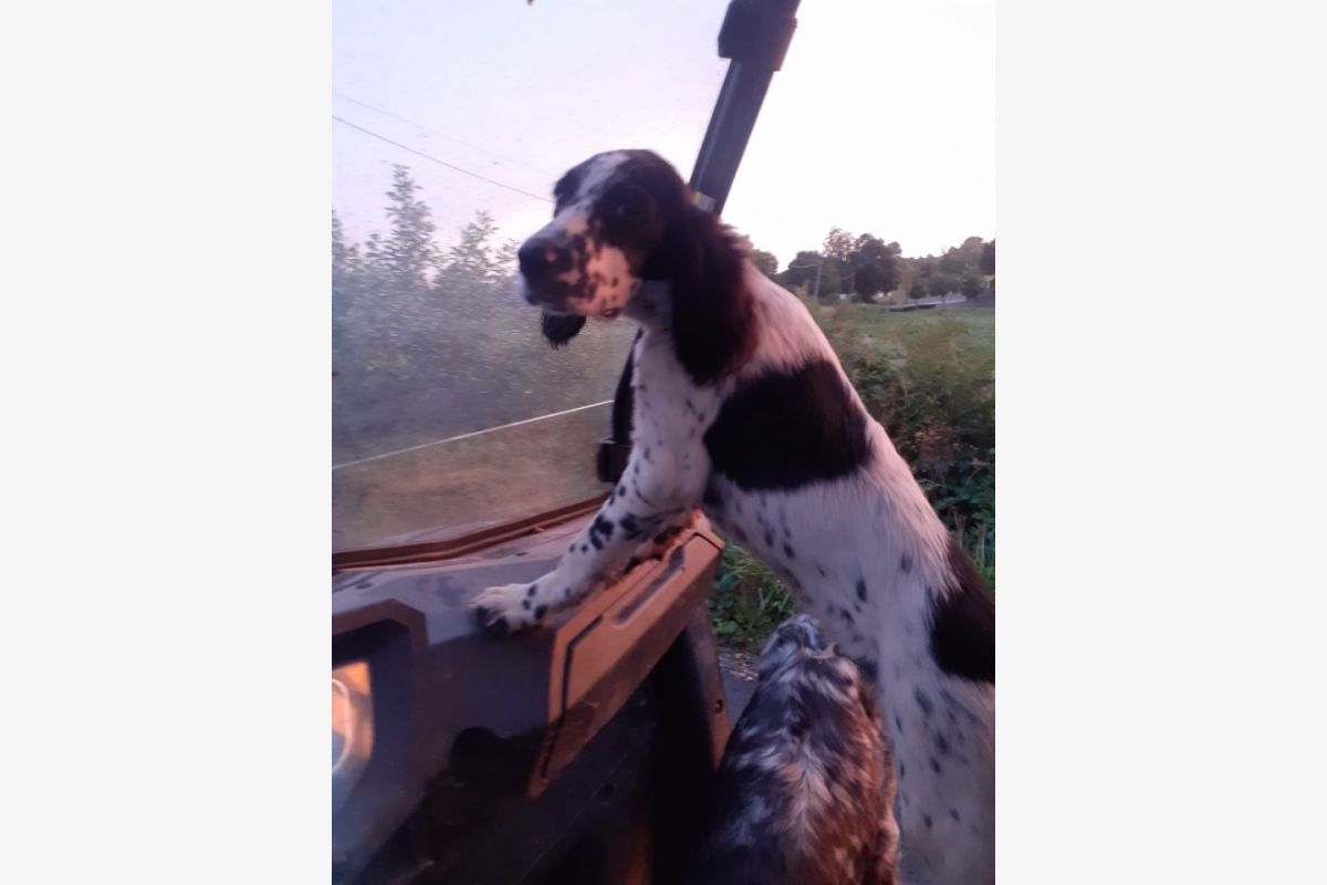 Apparence setter anglais