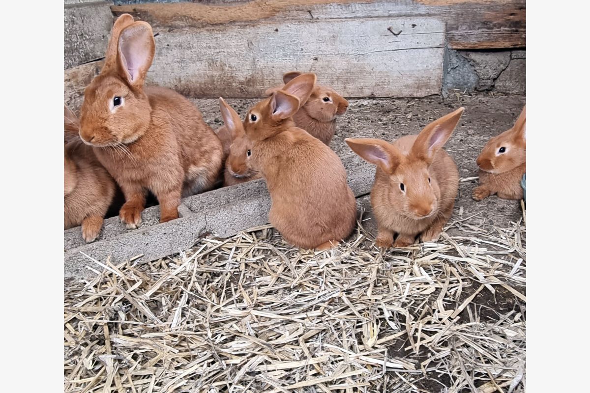 3 jeunes lapins fauves de Bourgogne