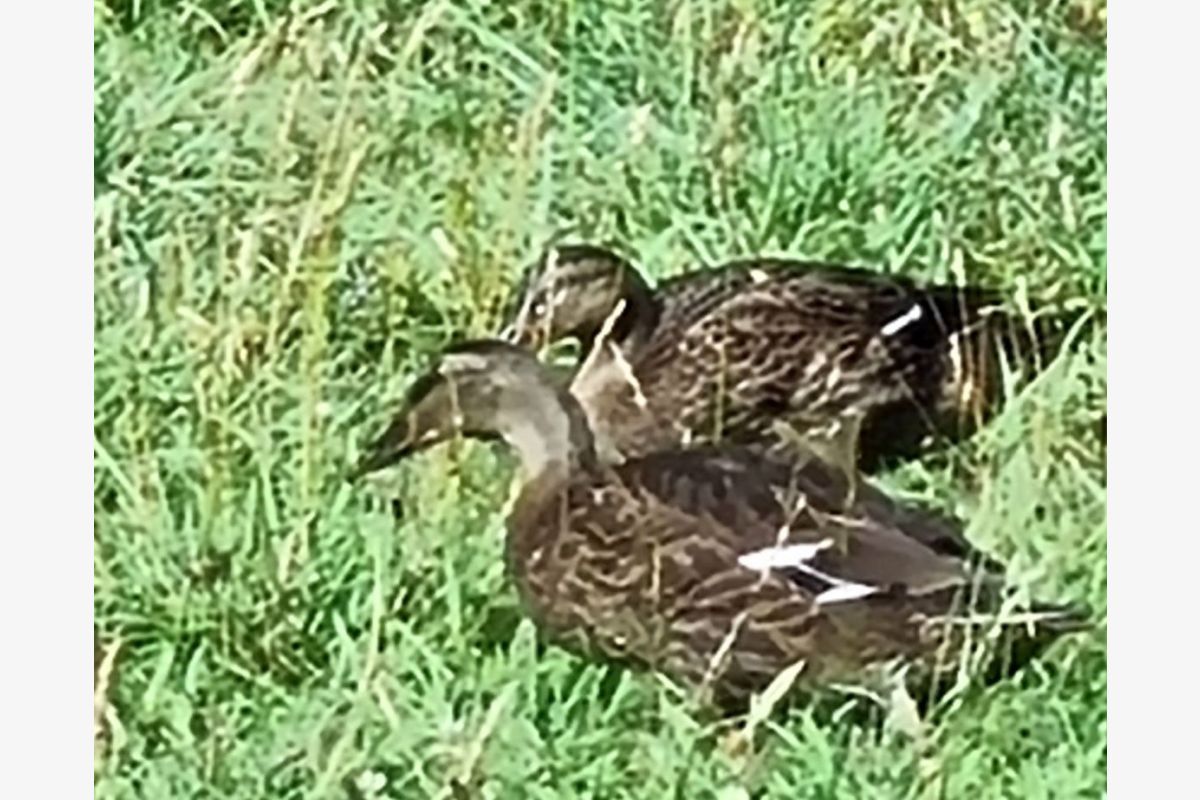 Jeunes canes et canards