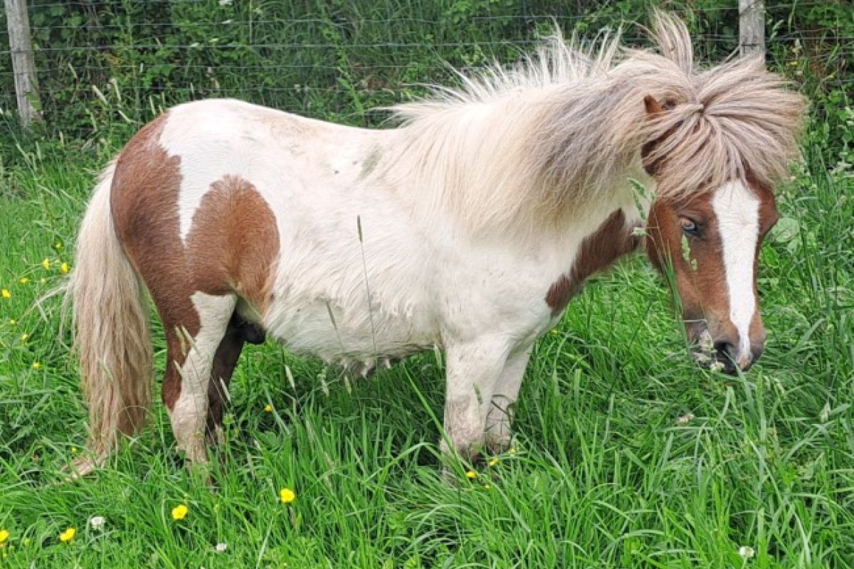 Av mini shetland 