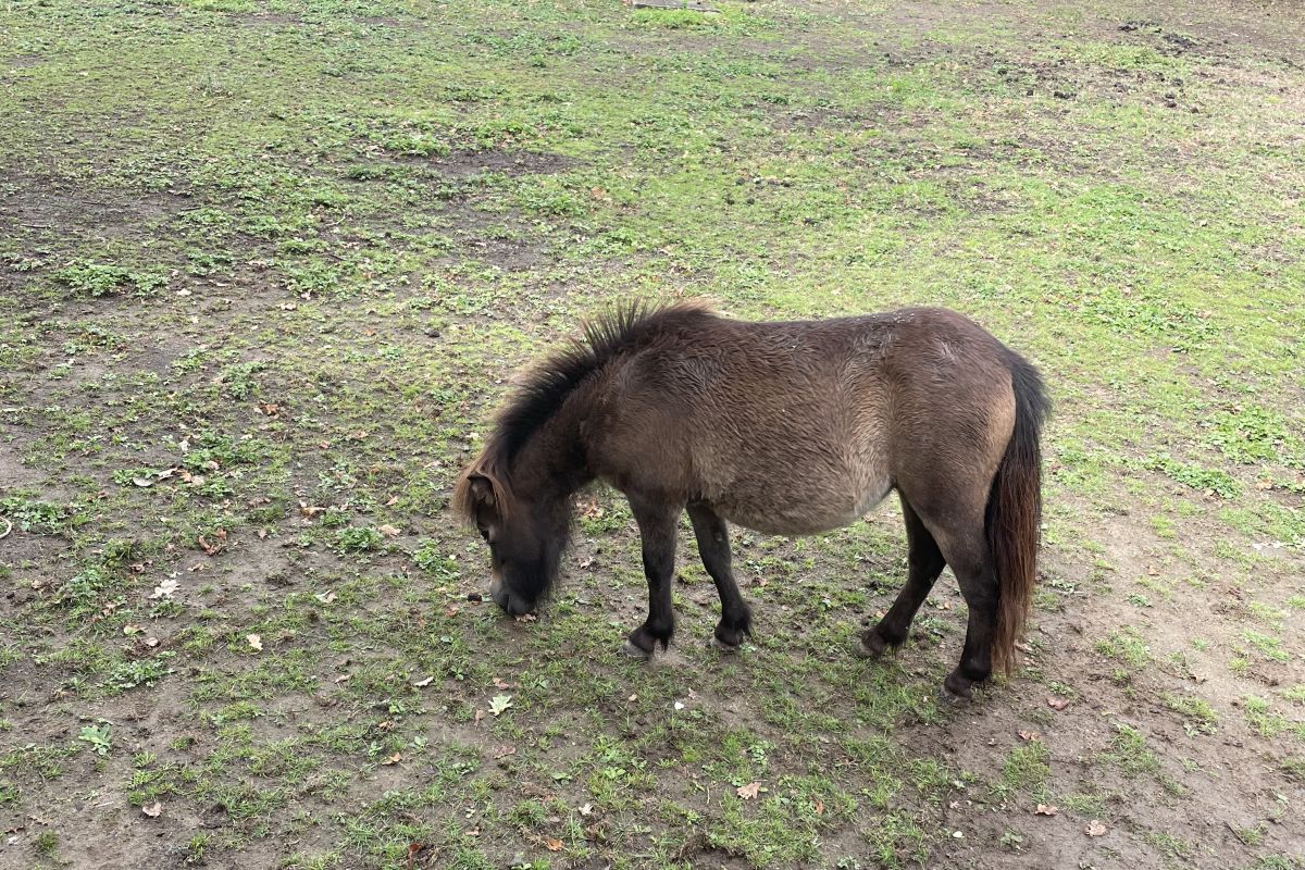 petite ponette adulte 