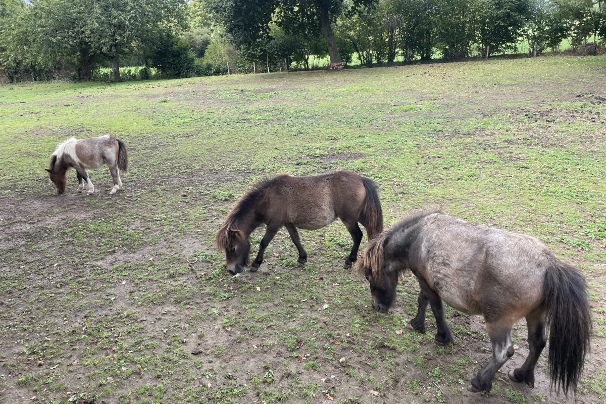 Photo 3 petite ponette adulte 
