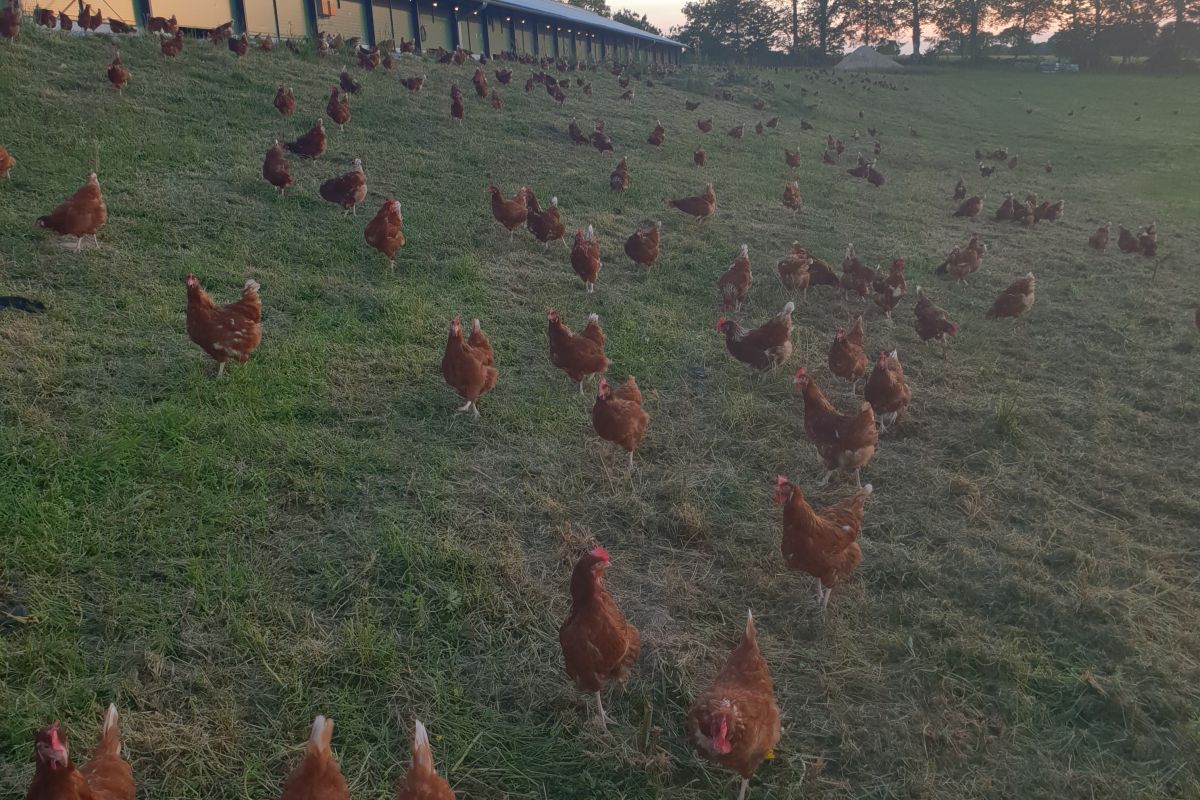 Vente de poules pondeuses de réforme