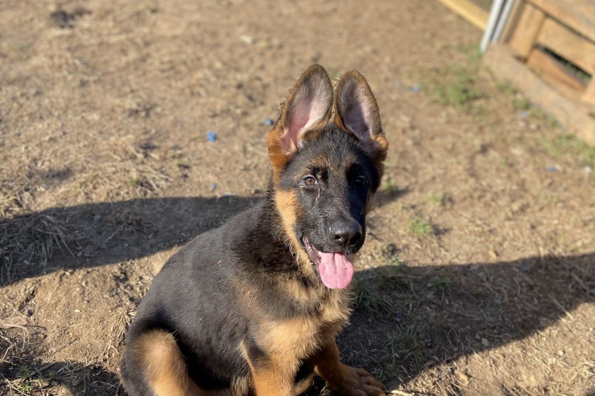 Chiot race berger allemand LOF