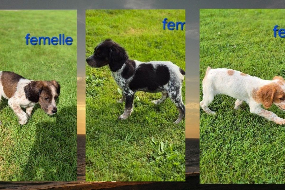 Chiots type épagneul breton