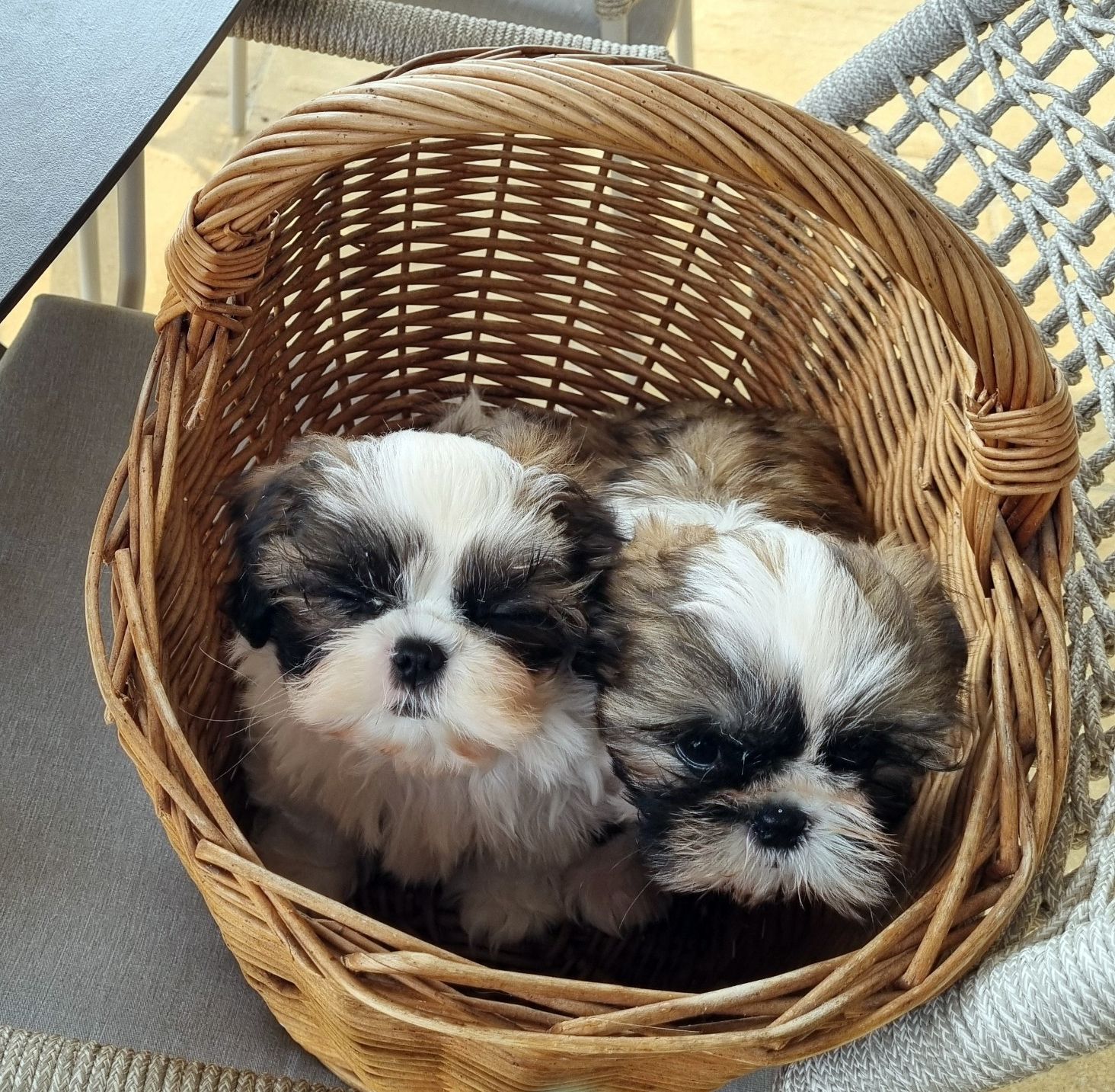 Race shih-tzu