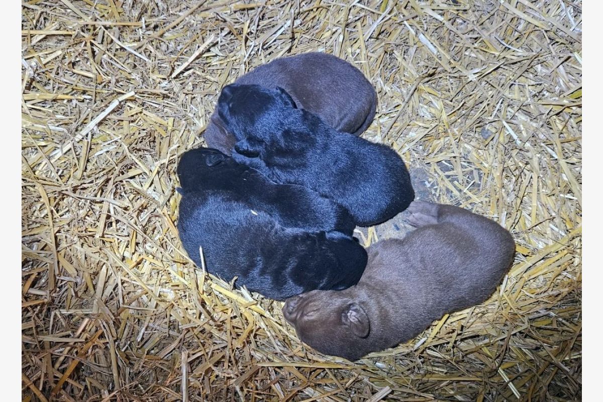 Apparence labrador