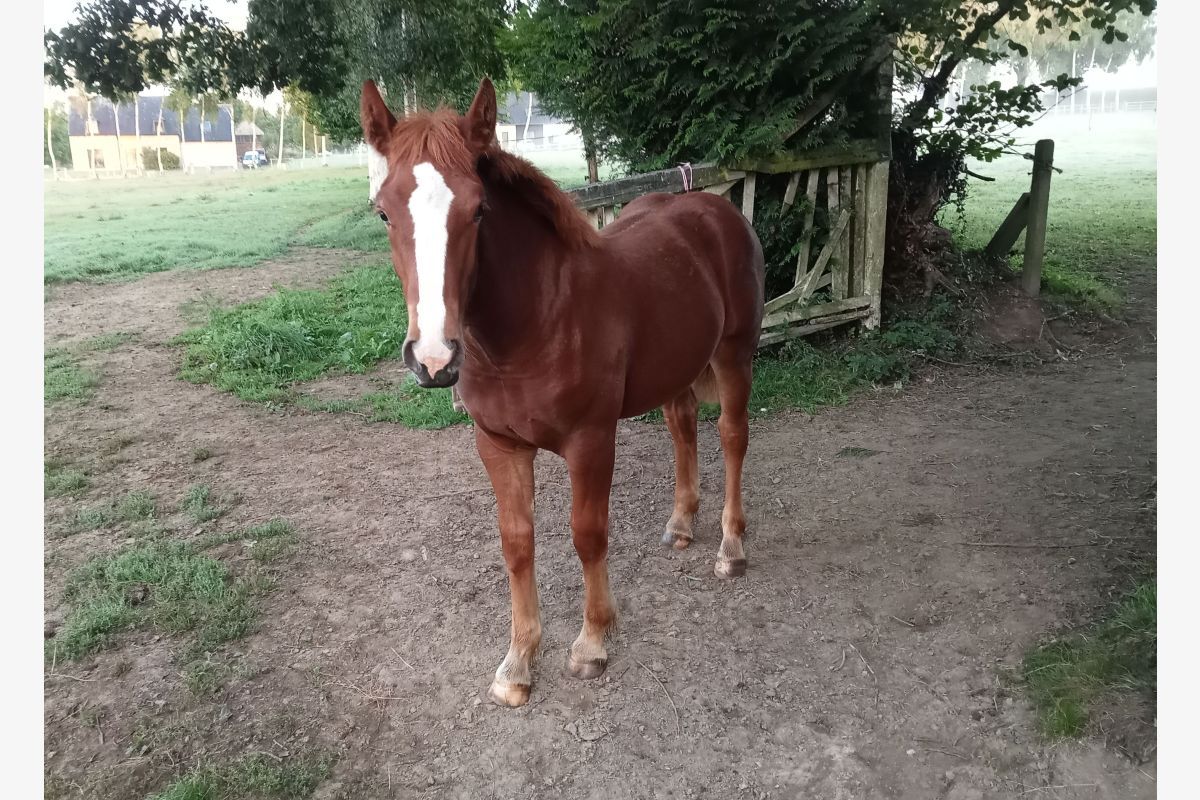 Pouliche cob Normand
