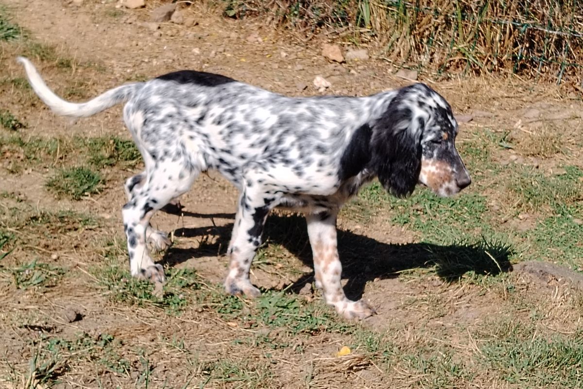 Chiots race setter anglais 