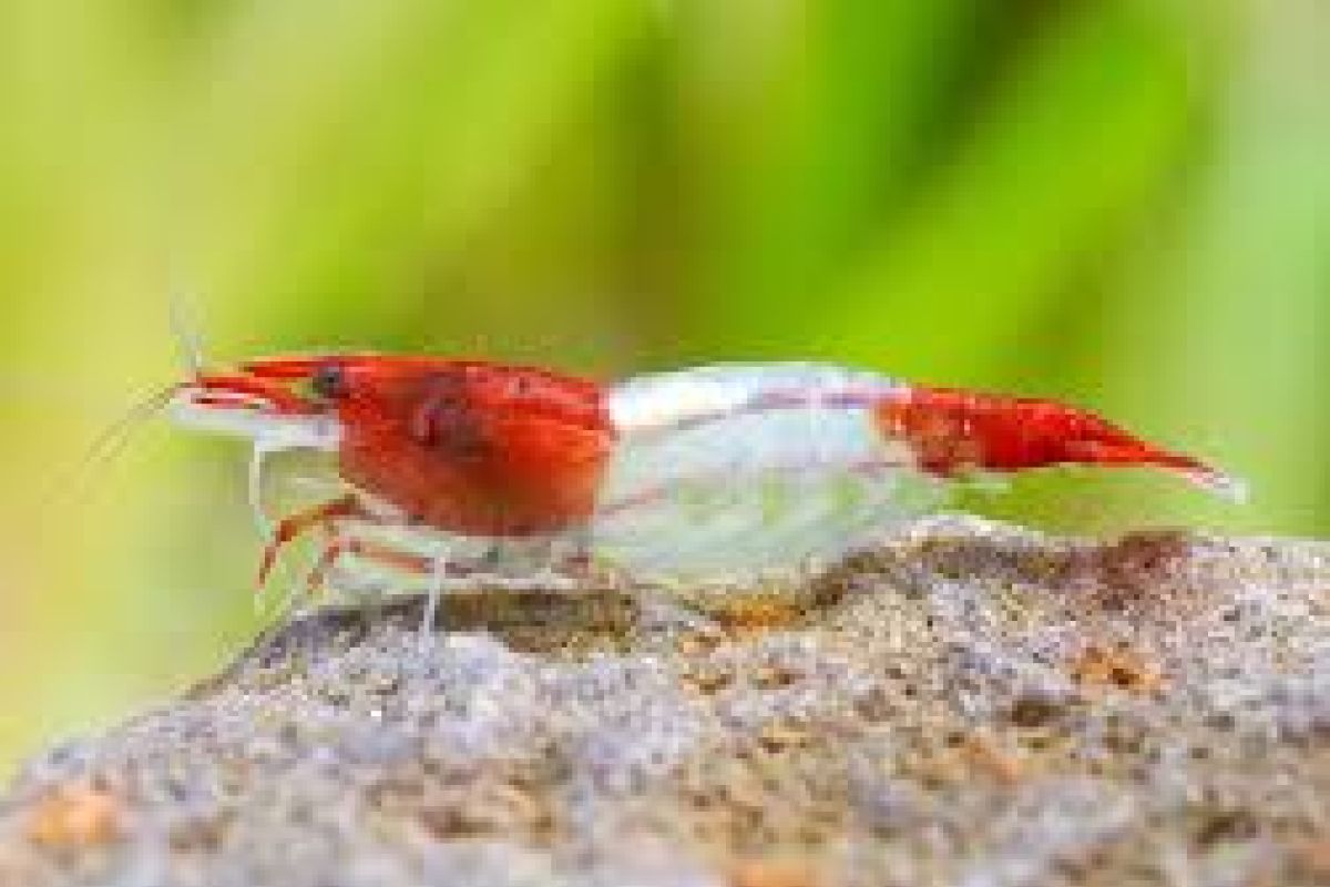 Photo 2 Aquarium - crevettes caridina pour aquarium