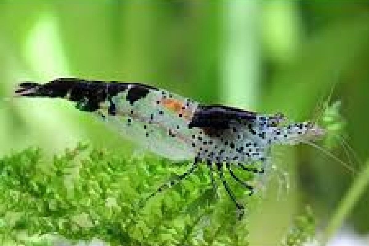 Photo 3 Aquarium - crevettes caridina pour aquarium