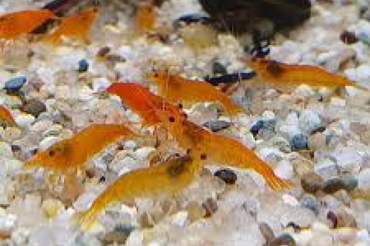 Aquarium - crevettes caridina pour aquarium