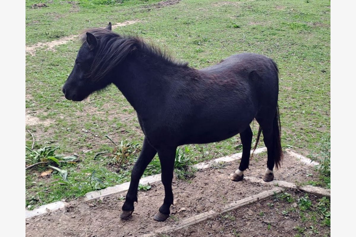 Ponette Babette