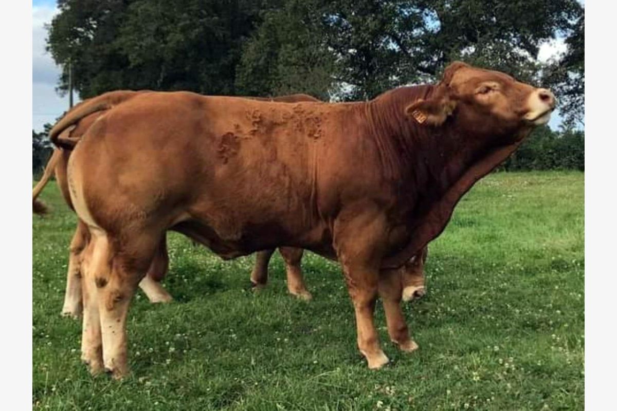 Bons taurillons