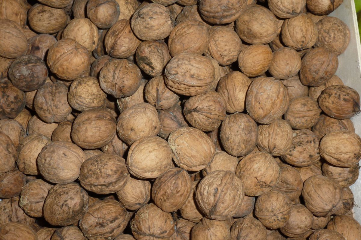 Noix fraîches