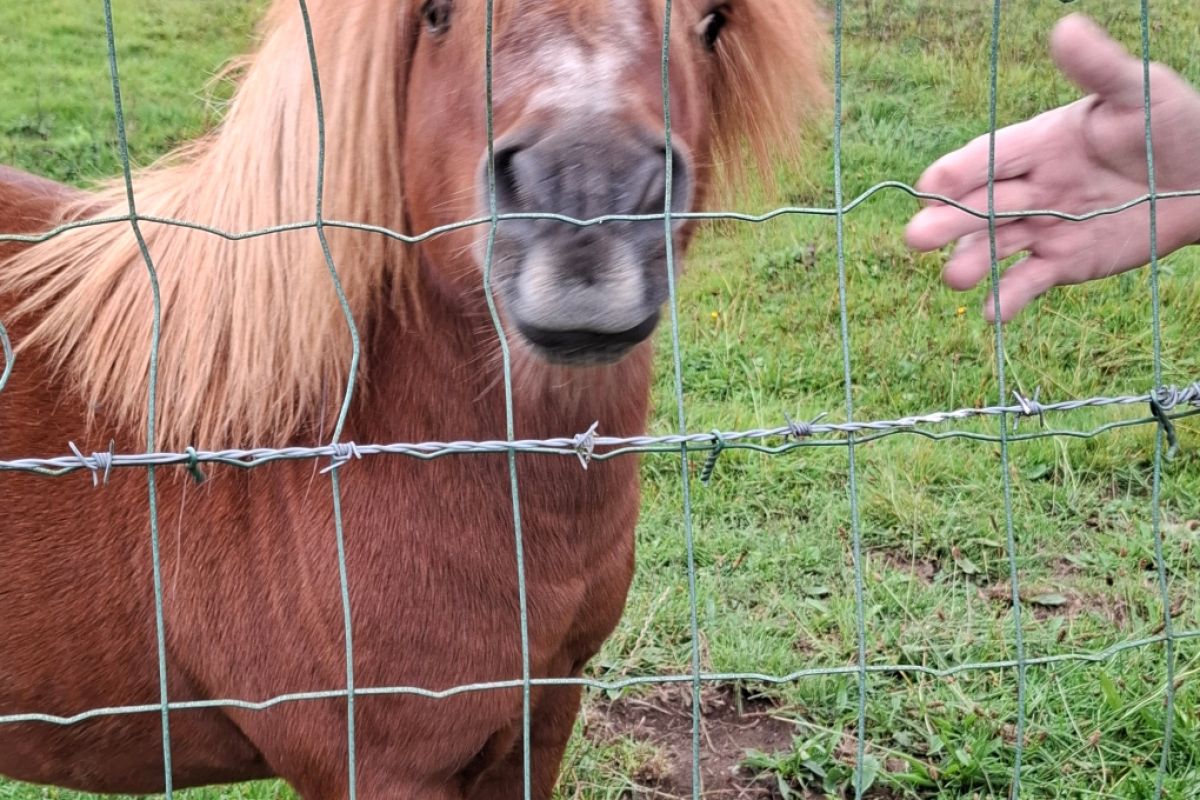 Photo 2 Poney Shetland