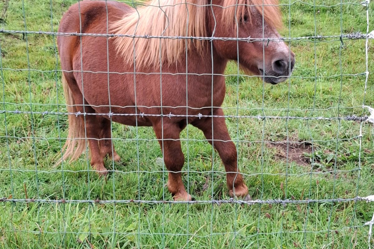 Poney Shetland
