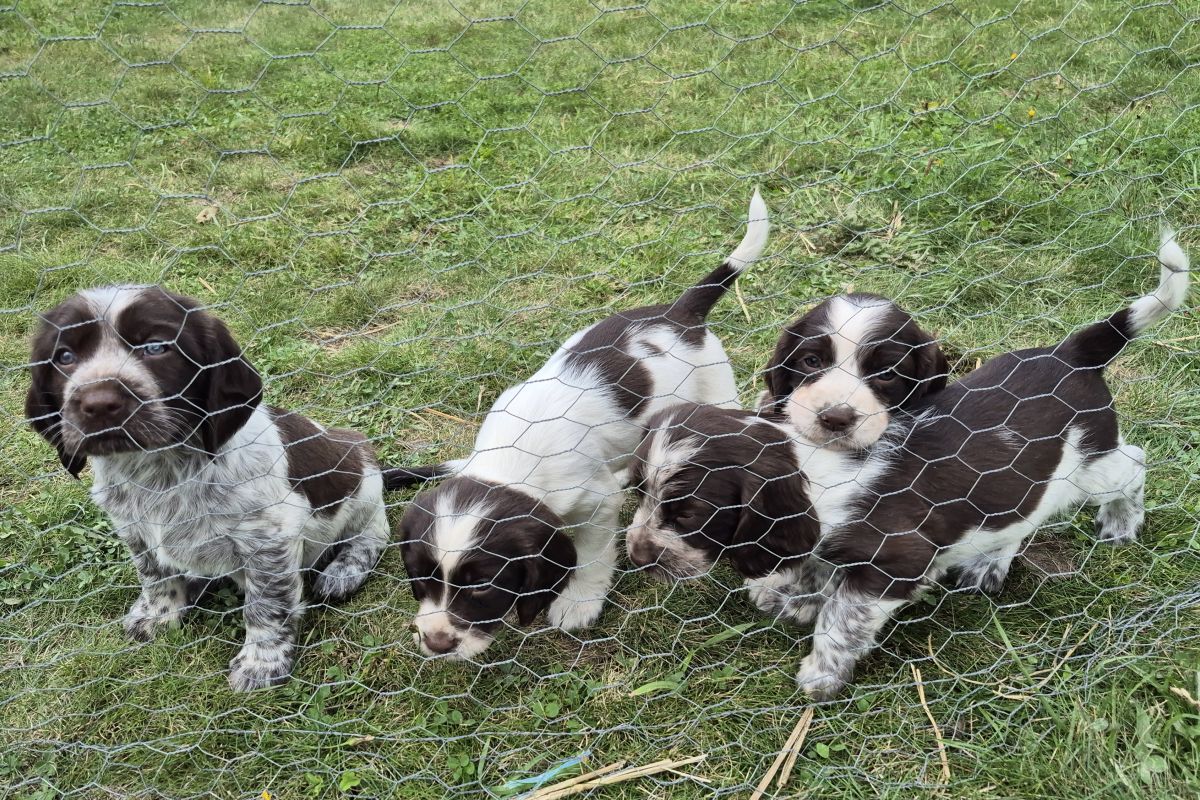 Photo 2 Chiots apparence springer spaniel. Petit prix  nés le 02 août 2025 
