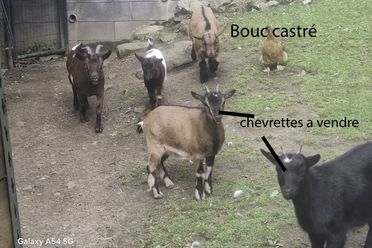 Chèvres naines