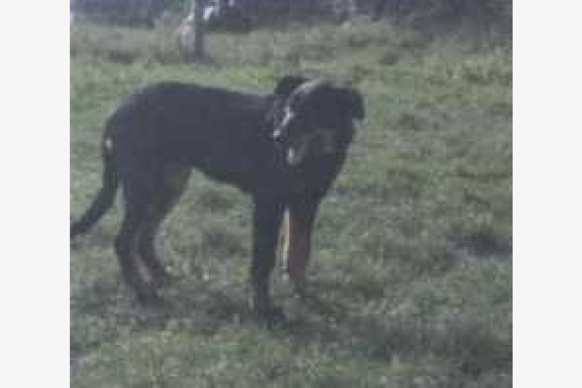 Apparence beauceron