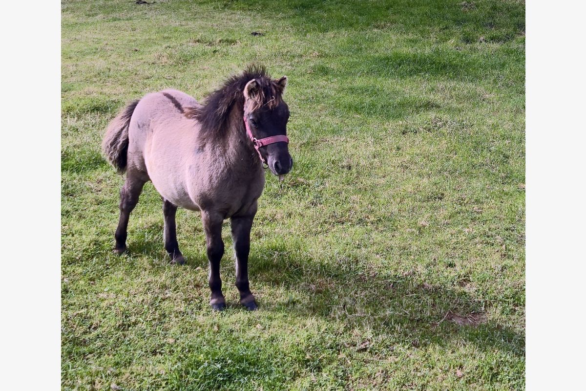 A réserver ponette shetland OC
