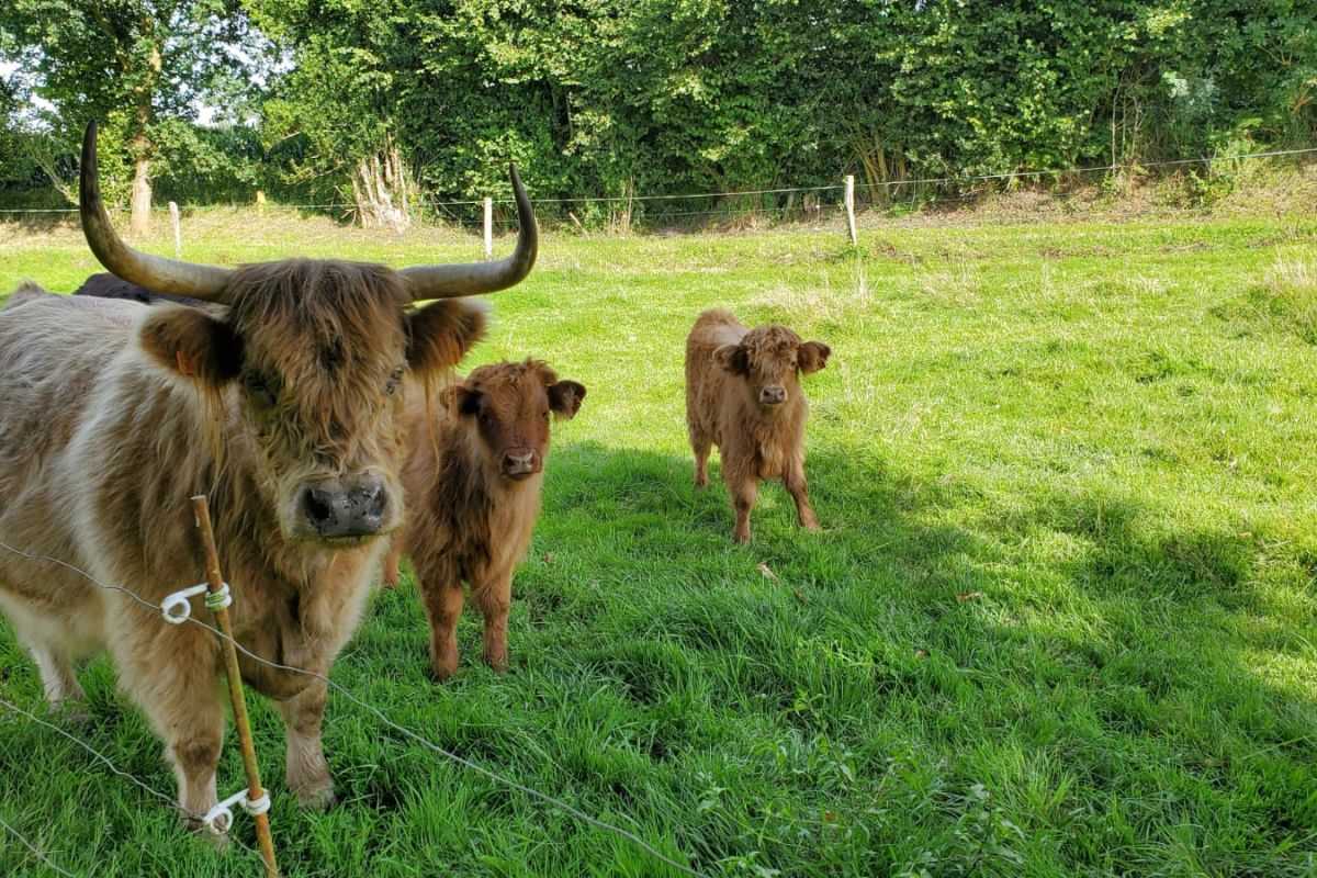 Photo 3 Vends vaches et veaux highland