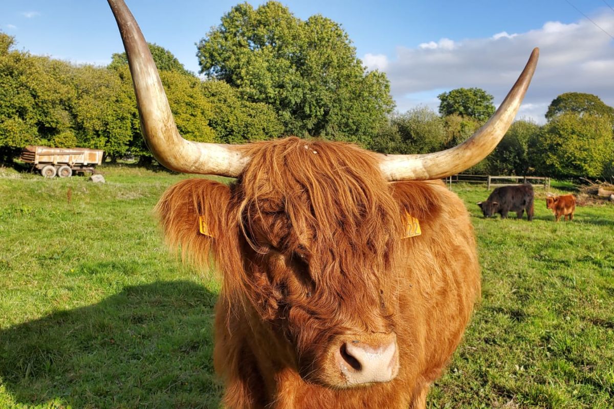 Vends vaches et veaux highland