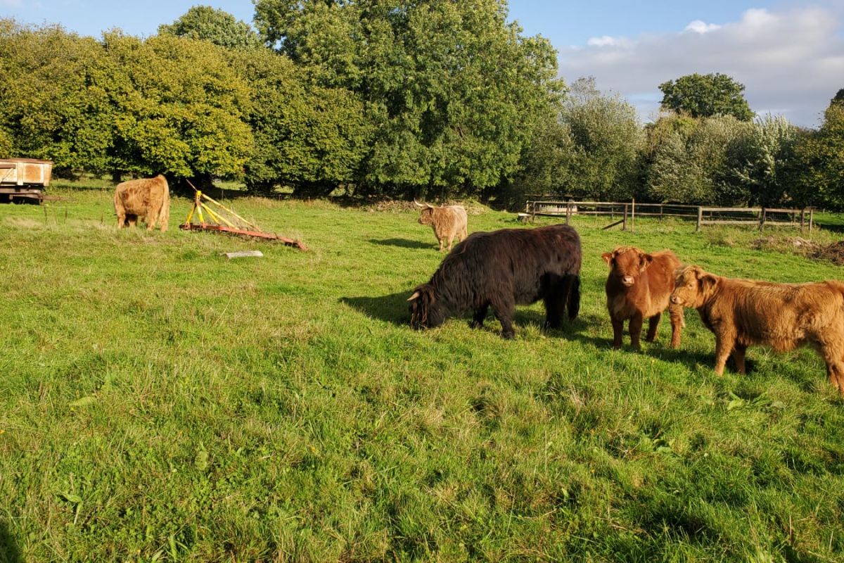 Photo 2 Vends vaches et veaux highland