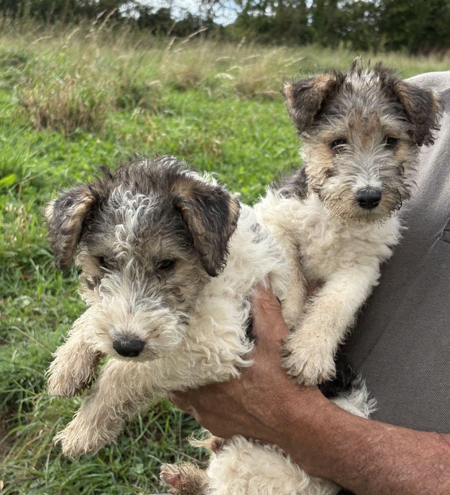 Apparence fox terrier